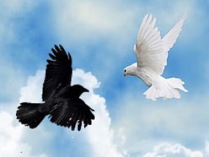 Holy Spirit Bible Study - The dove and the raven 
